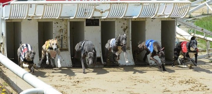 Greyhounds leaving the starting traps at the beginning of a race